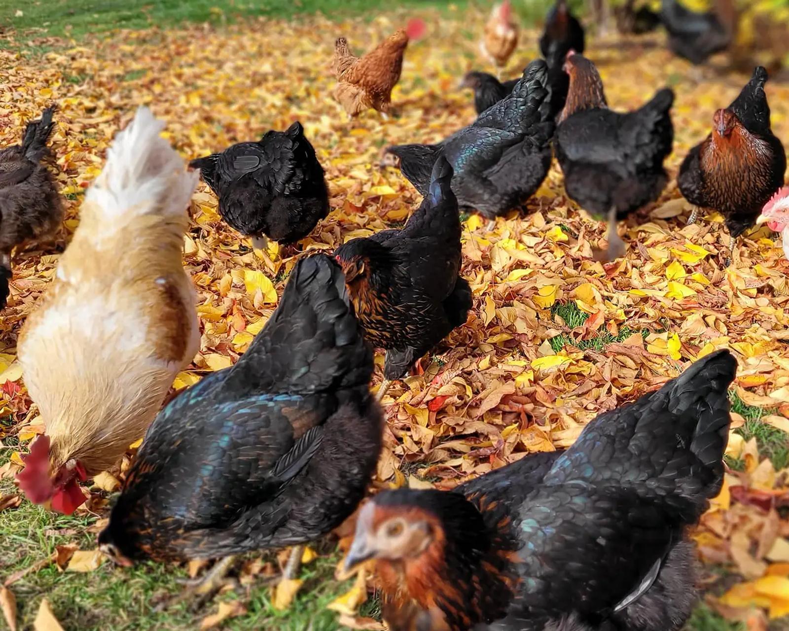 Gallinas de campo