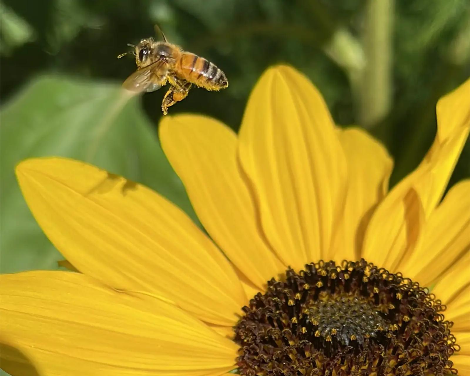 Abeja sobre girasol