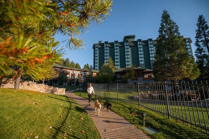 Dogs being walked next to hotels in Incline Village