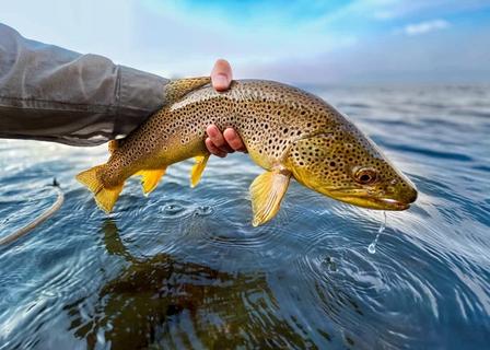 Brown trout in Lake Tahoe.