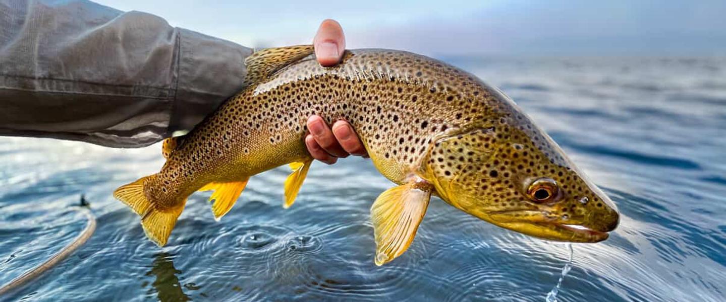 Brown trout in Lake Tahoe.