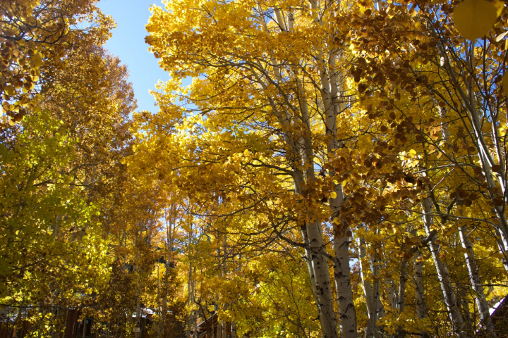 Fall colors in Hope Valley