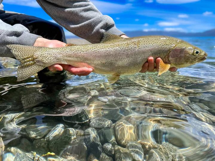 Rainbow Trout from Lake Tahoe.