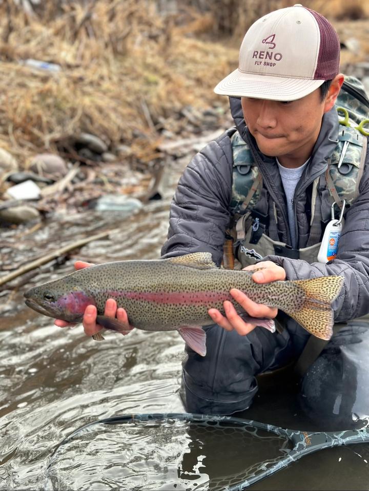Rainbow Trout from the Truckee River