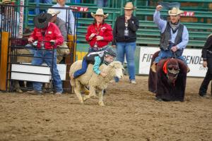 Kid riding a sheep during mutton busting at the Reno Rodeo