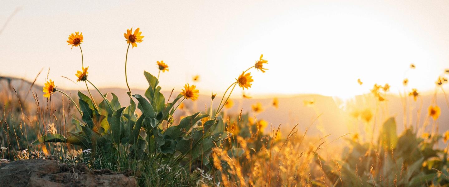 Nevada wild flowers