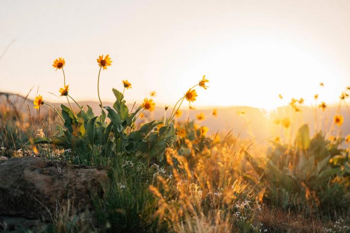 Nevada wild flowers
