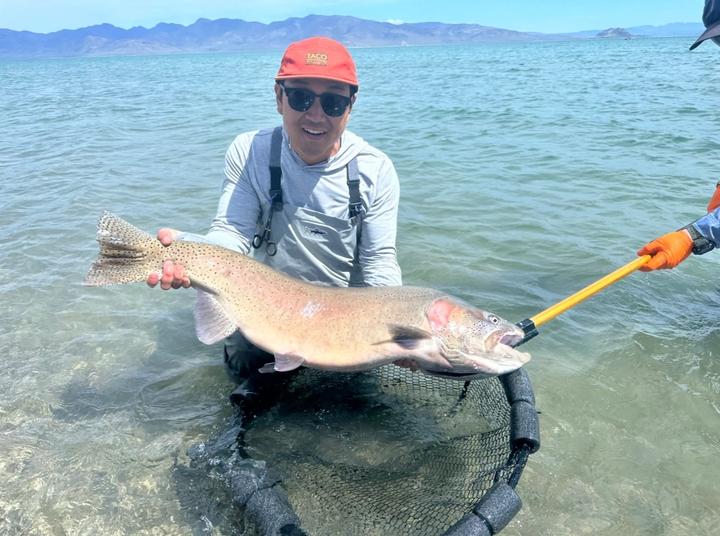 Lahontan Cutthroat Trout (24lbs!) caught in Pyramid Lake.