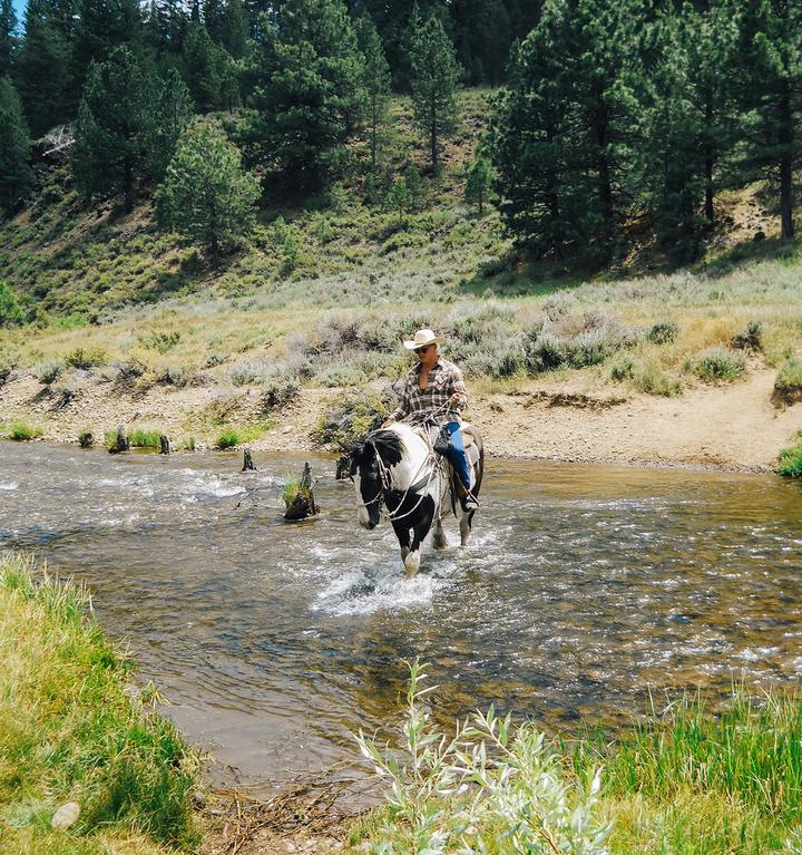 Horseback riding in Reno across a creek