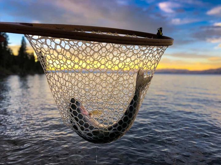 Rainbow Trout caught in Lake Tahoe.