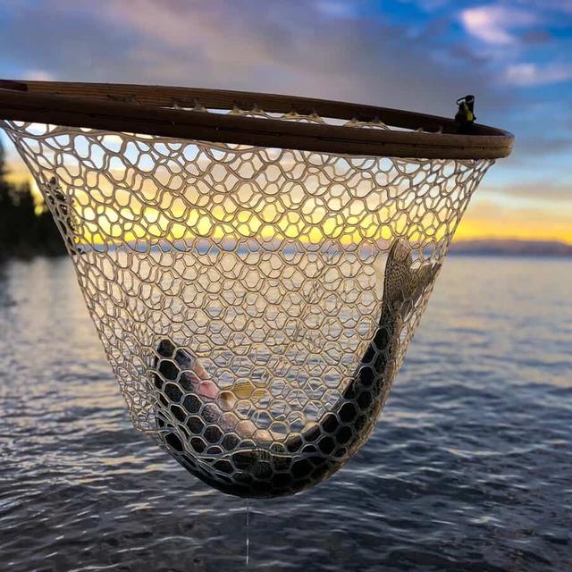 Rainbow Trout caught in Lake Tahoe.