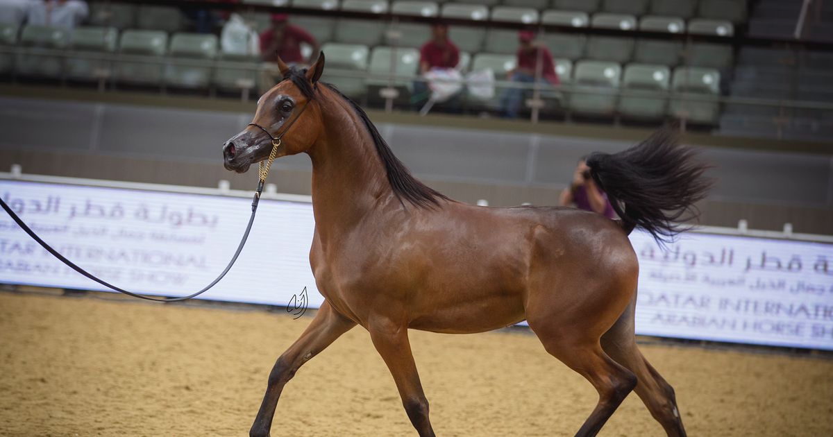 Region 3 Arabian Championship Horse Show Aug 25 31 Reno Sparks