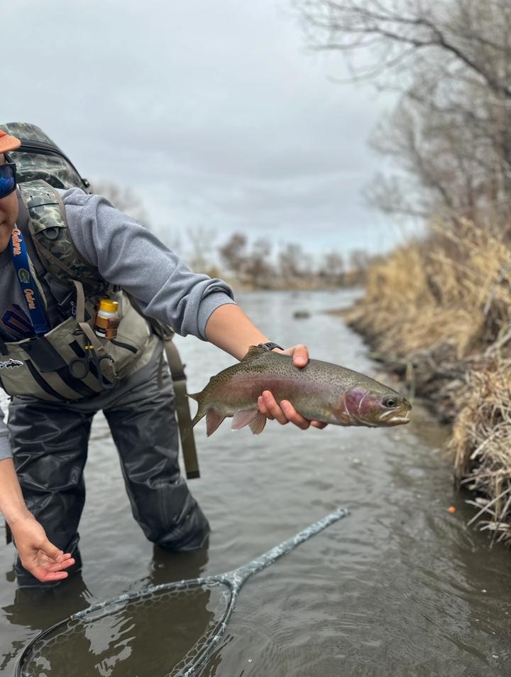 Catching Rainbow Trout in the Truckee River