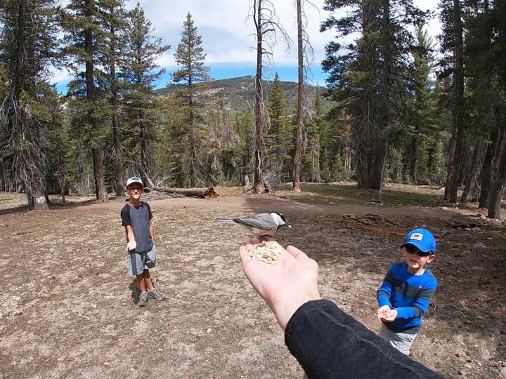 Feeding the birds at Chickadee Ridge.