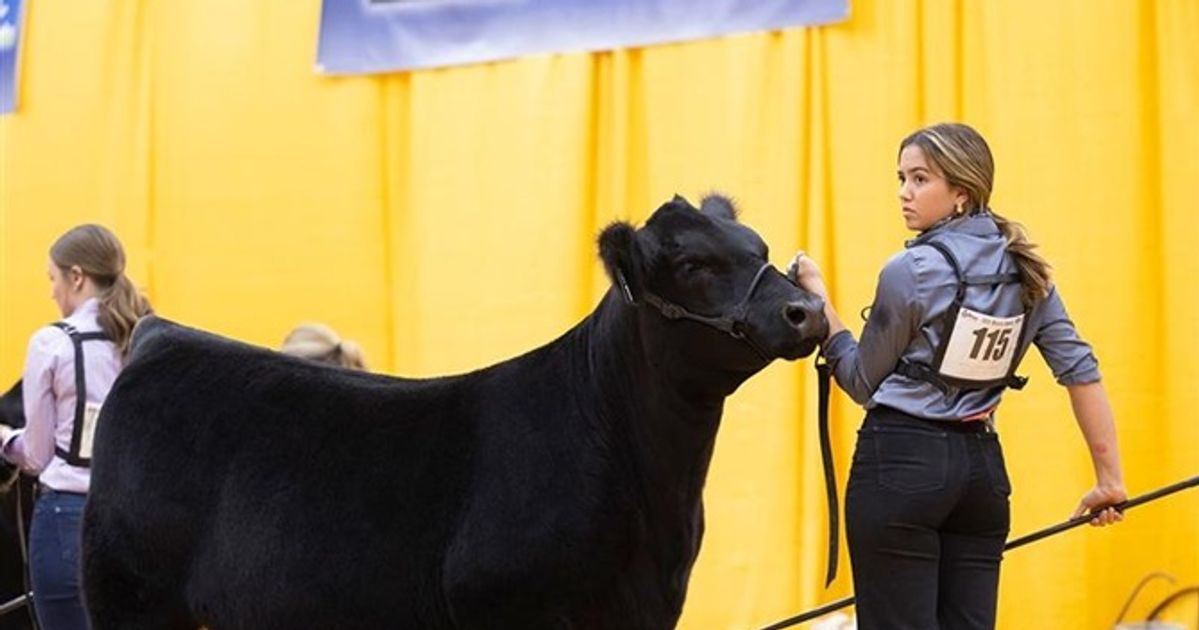 Western National Angus Futurity Mar 26 30 Reno Sparks Livestock western-national-angus-futurity-mar-26-30-reno-sparks-livestock