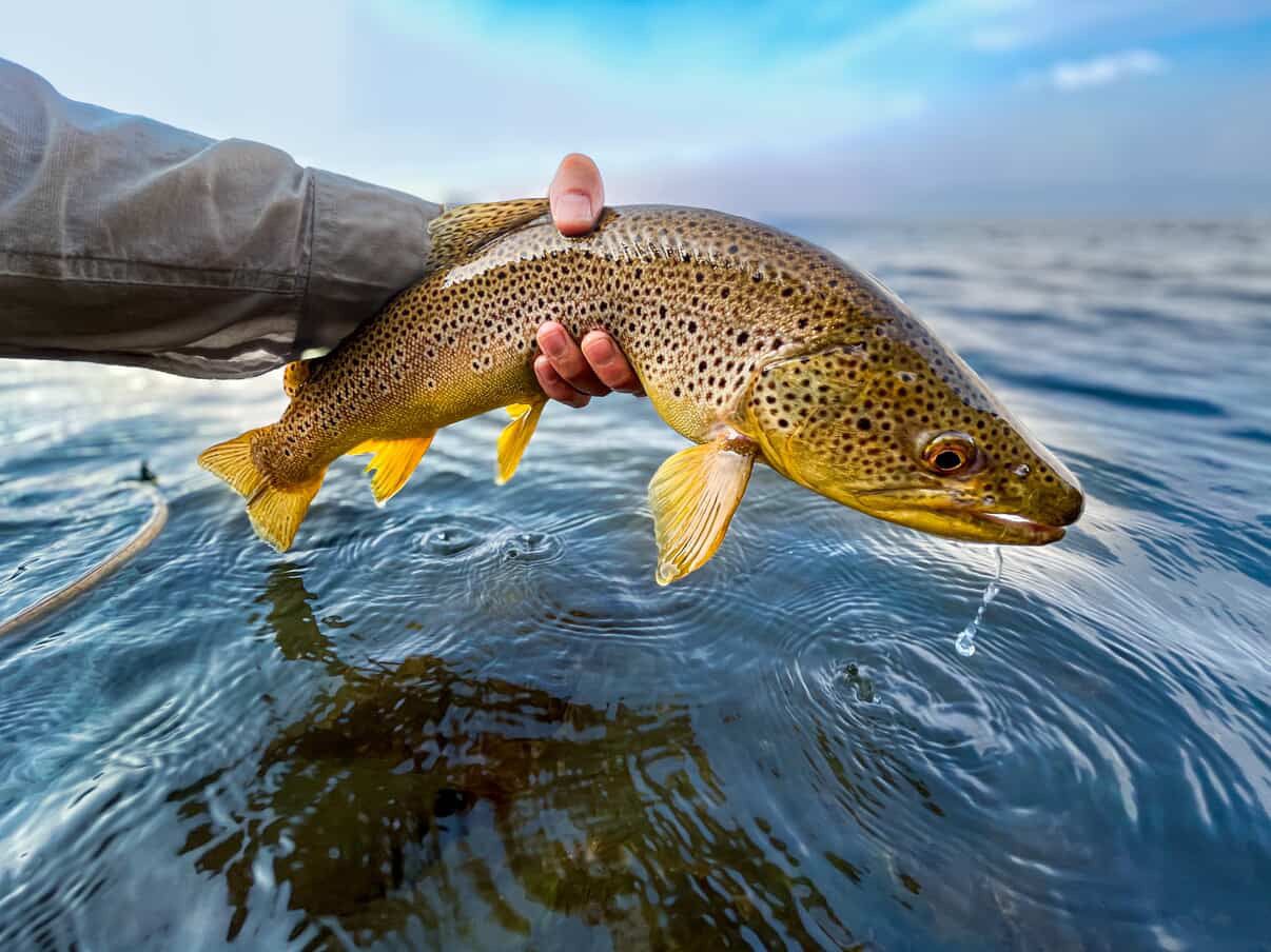 Brown trout in Lake Tahoe.
