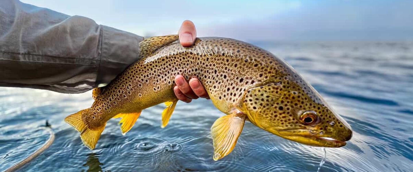 Brown trout in Lake Tahoe.