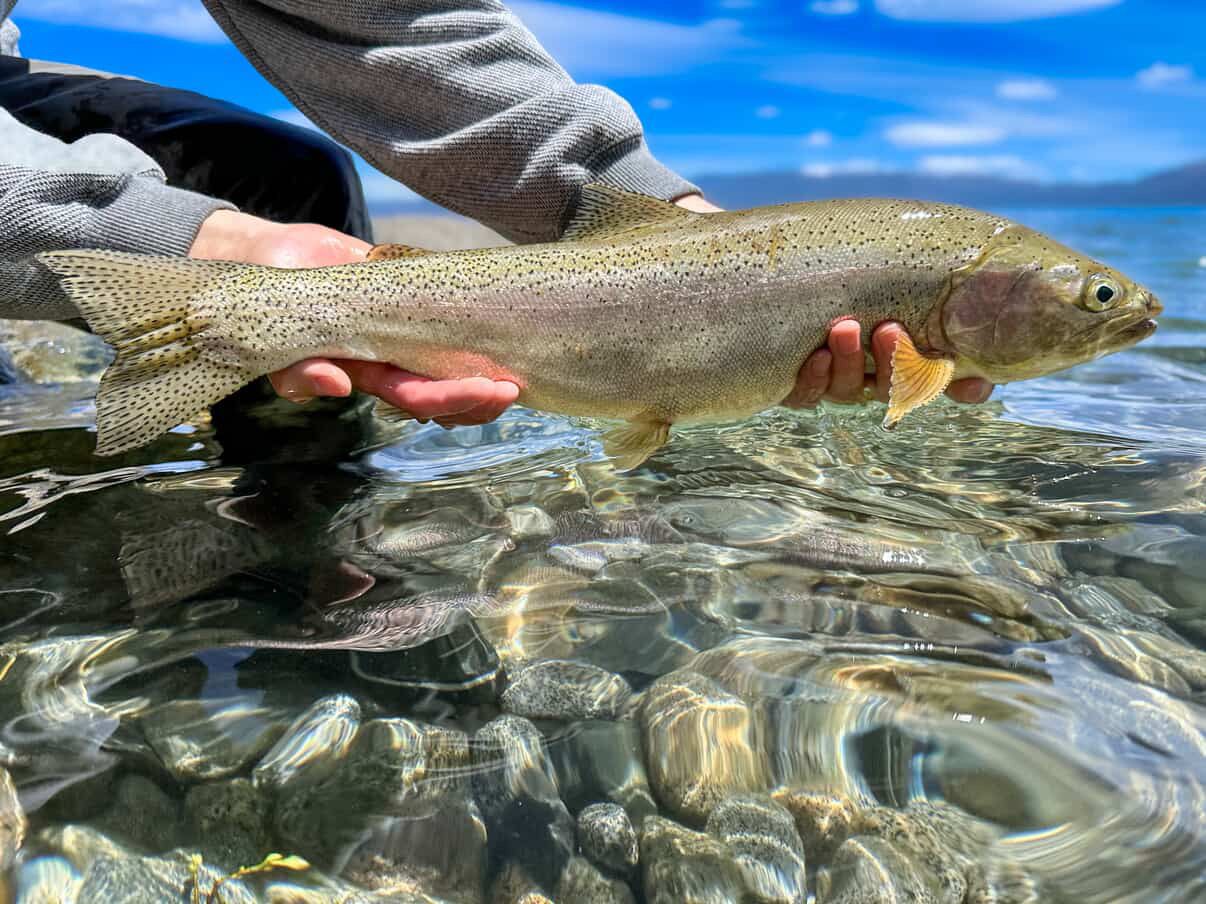 Rainbow Trout from Lake Tahoe.