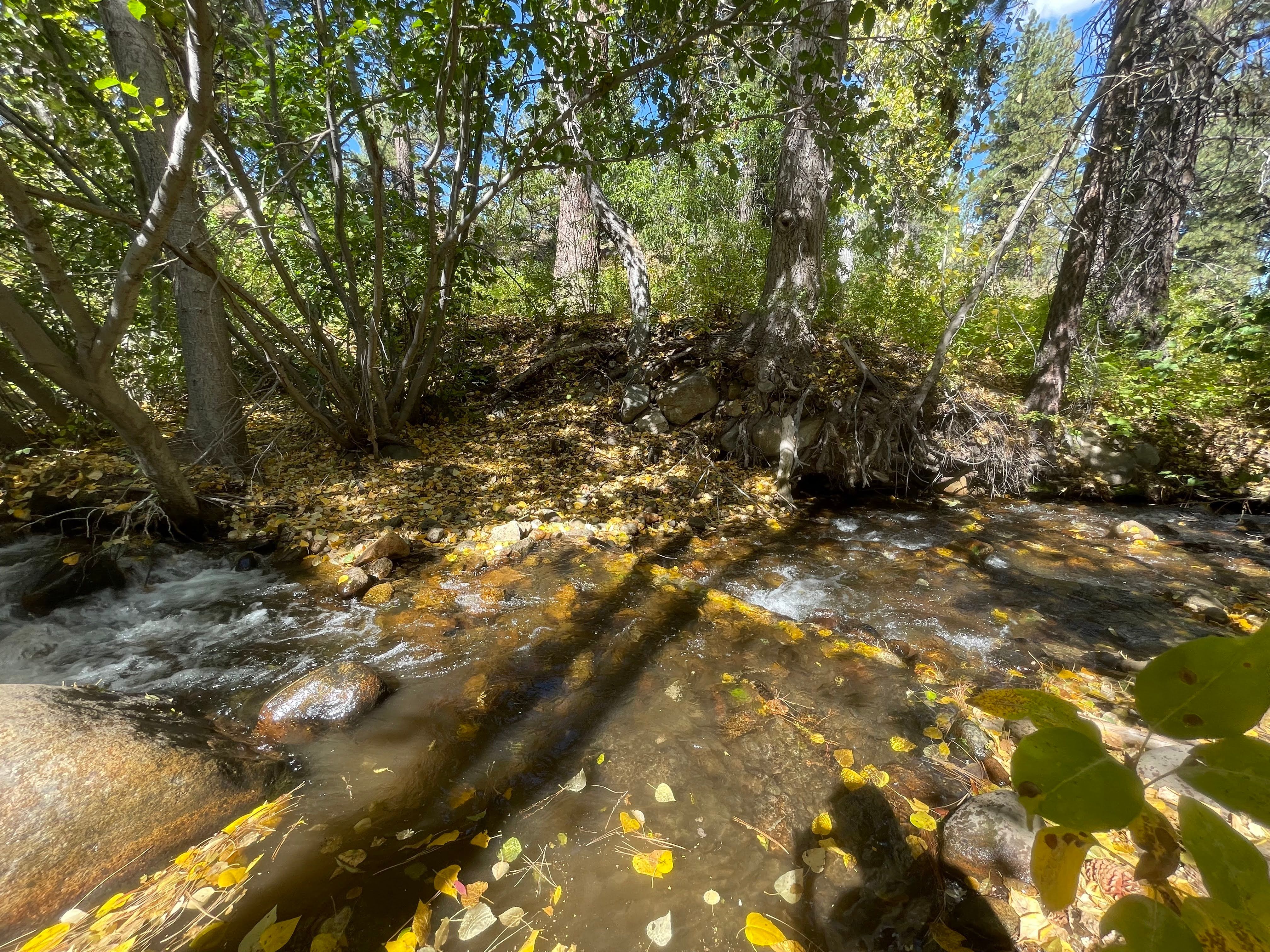 Thomas Creek