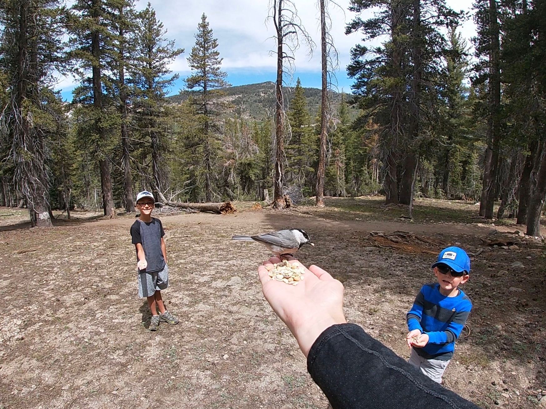 Feeding the birds at Chickadee Ridge.