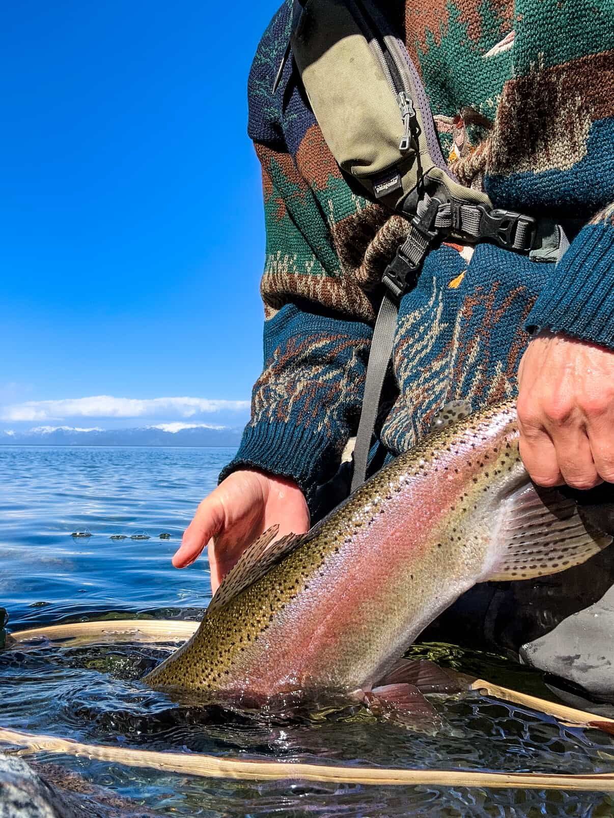 Rainbow Trout in Lake Tahoe.