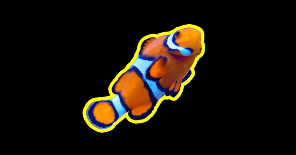 Screenshot of Segment Anything Playground