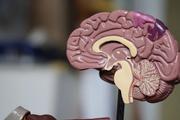 Understanding Explainability Requirements for High-Stakes Clinical AI