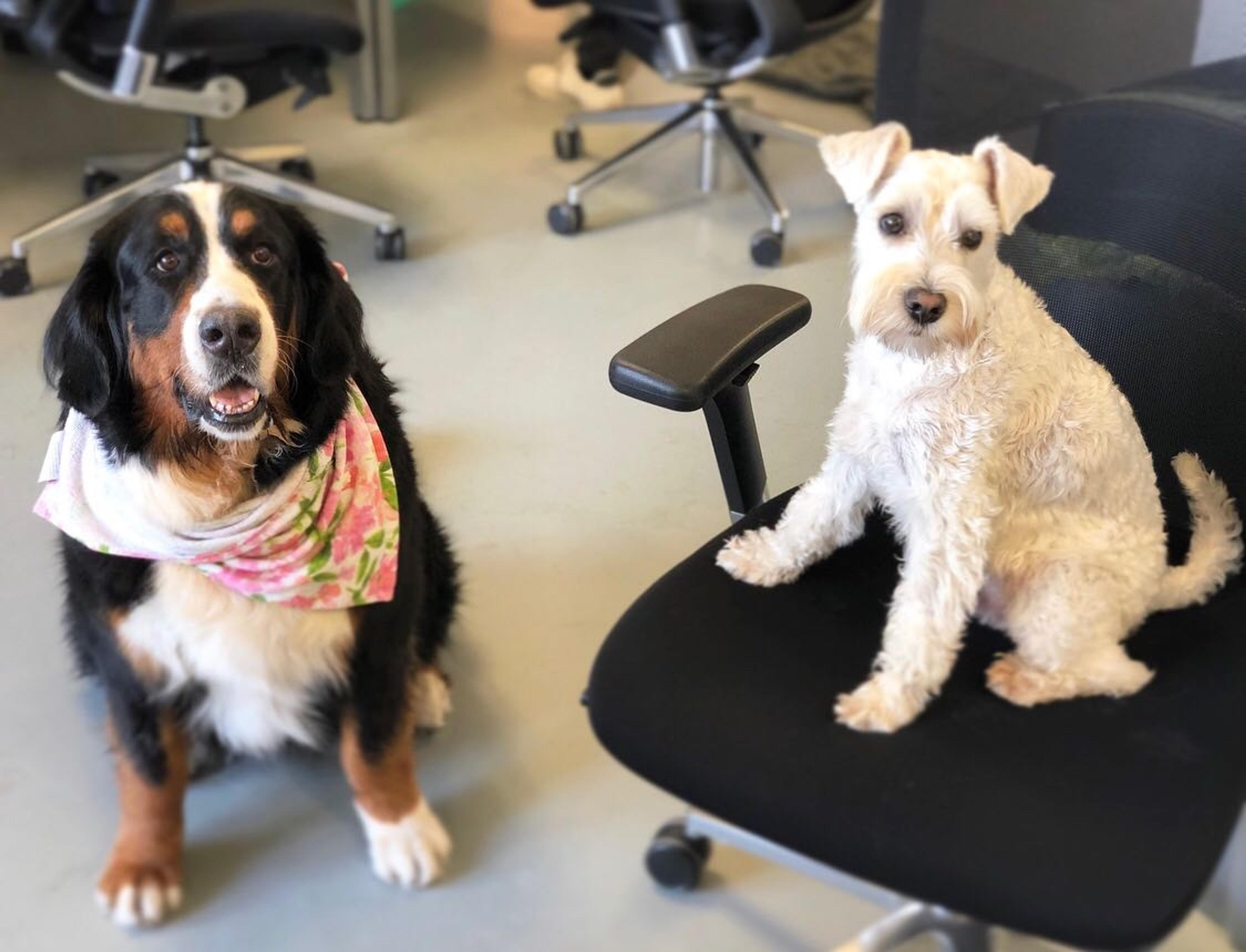 Meet Zego's office dogs