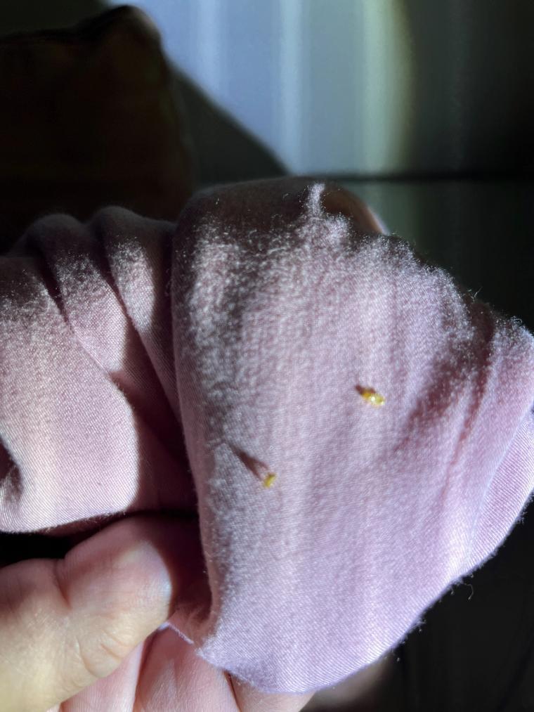 連衣服上都發現白蟻幼蟲，可見蟲害範圍不小。