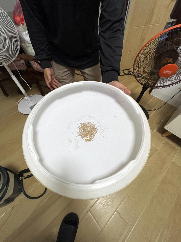 除了白蟻，過程中發現的其他害蟲，師傅也順手一起處理掉。