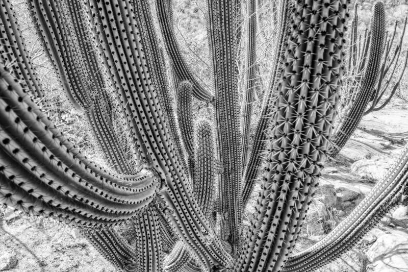 Cactus Texture (Limited Edition of 5), photograph by Ben Horton
