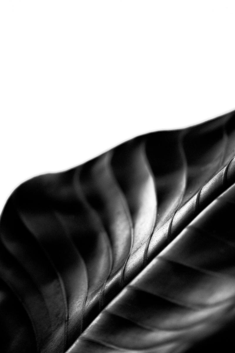 Rainforest Leaf (Limited Edition of 3), photograph by Ben Horton