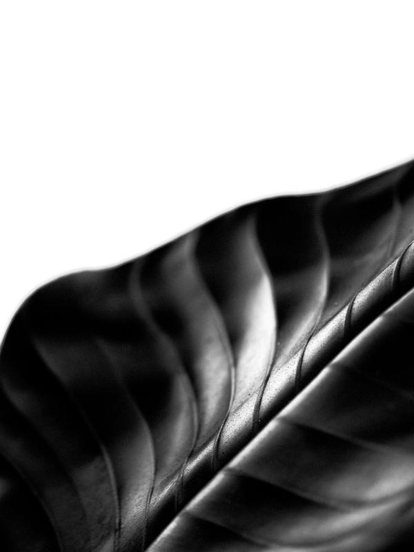 Rainforest Leaf (Limited Edition of 3)