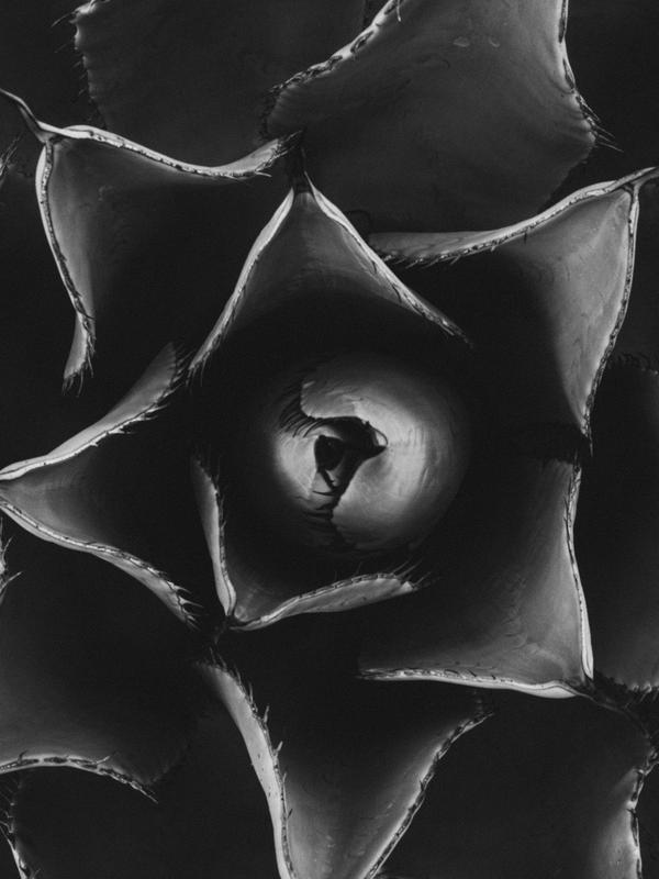 Desert Mandala (Limited Edition of 3)