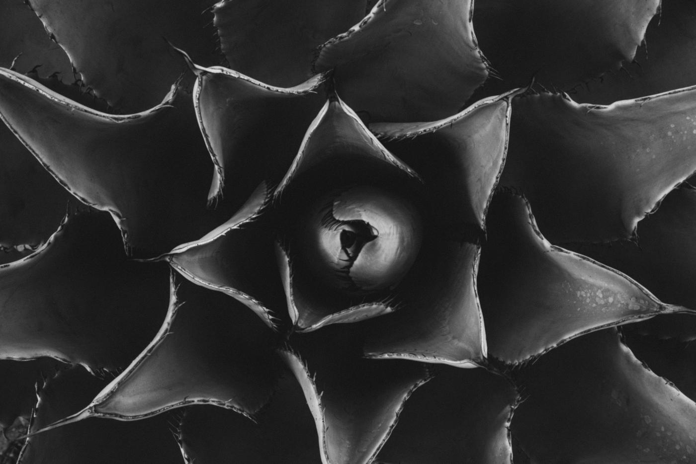 Desert Mandala (Limited Edition of 3)