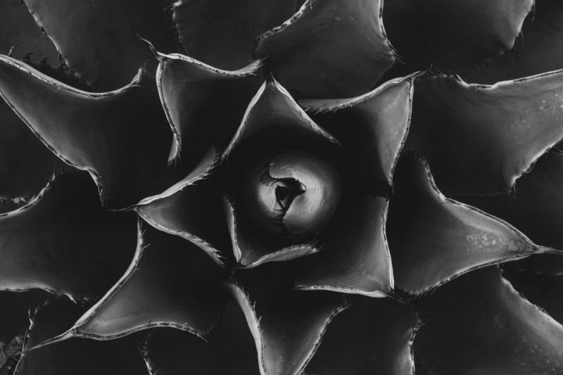 Desert Mandala (Limited Edition of 3), photograph by Ben Horton