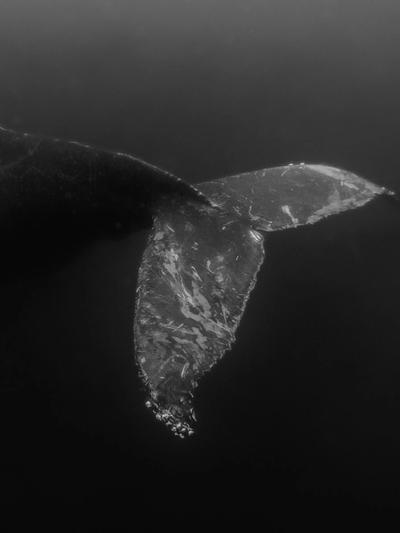 The Descent (Limited Edition of 8)