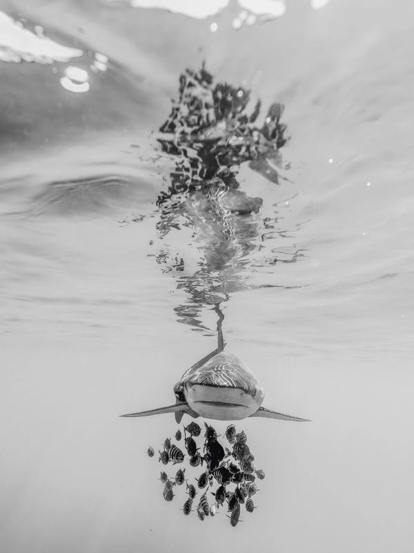 Surface Tension (Limited Edition of 5)