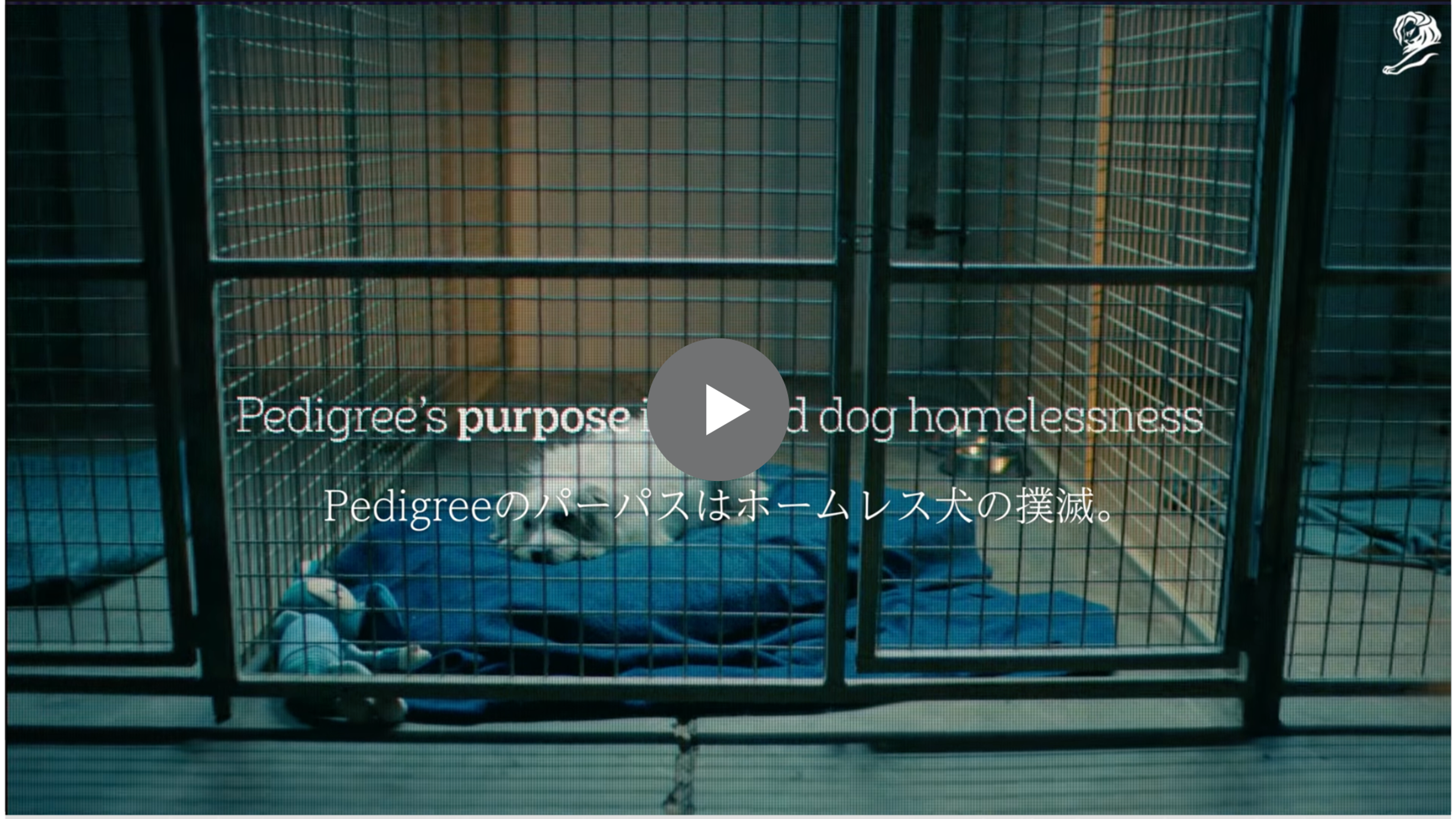 ペディグリーのホームレス犬支援の目的を示す映像。犬がケージの中で横たわっている様子。