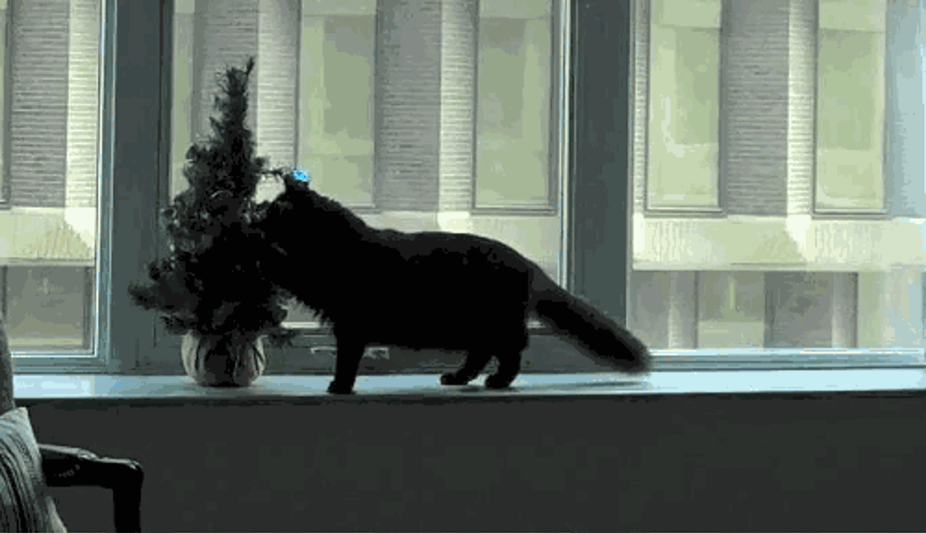A black cat is playfully interacting with a small potted tree on a windowsill. The cat appears curious and is sniffing the tree.