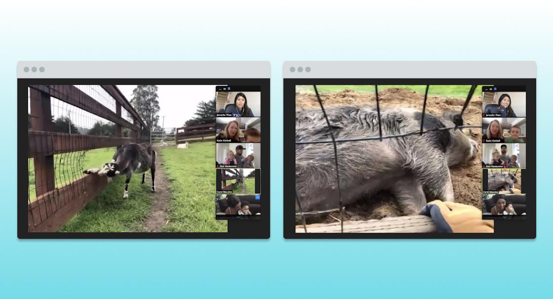 A split-screen image shows a goat interacting with a fence on the left and a sleeping pig on the right, both accompanied by video call participants.