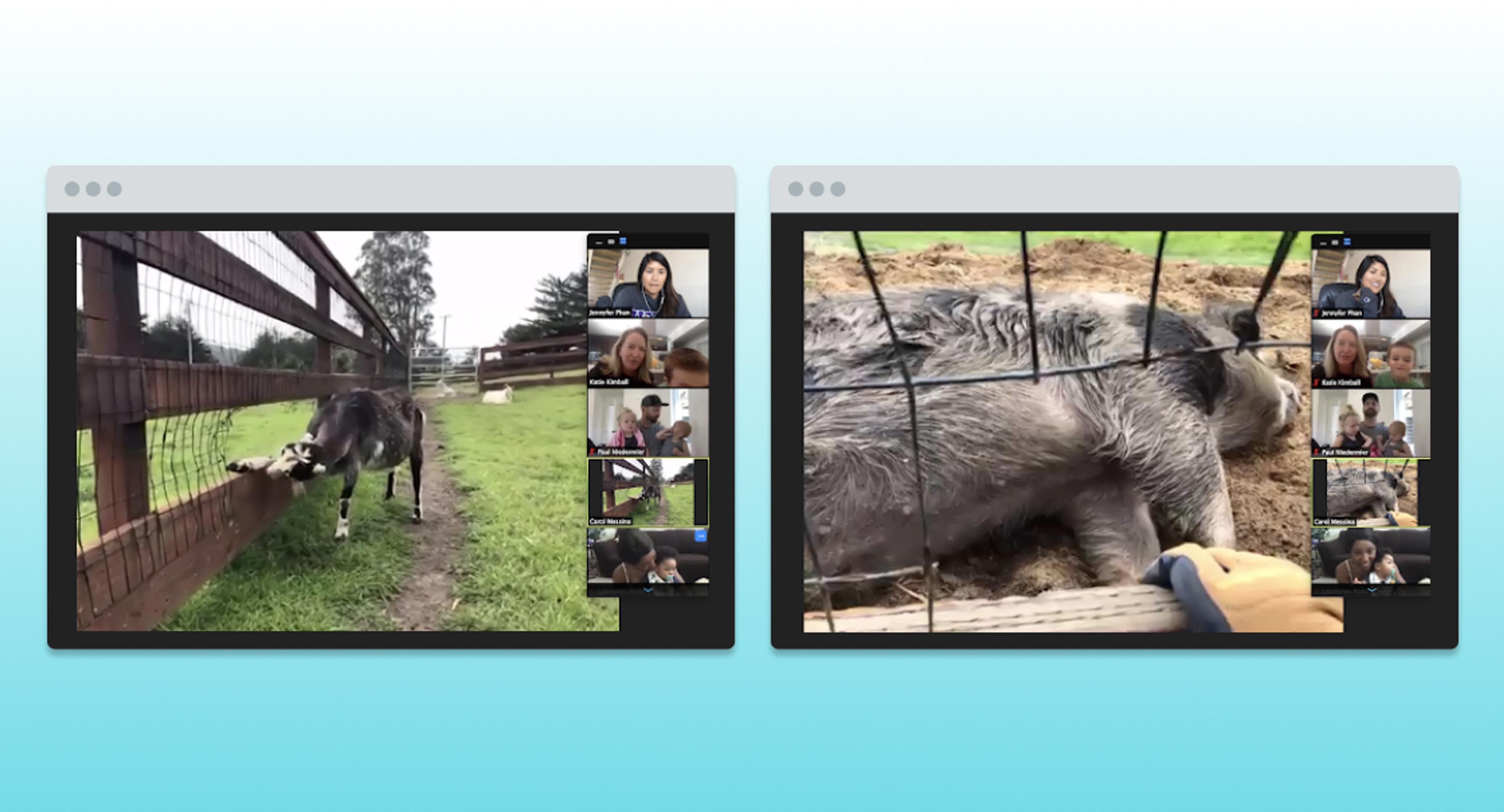 A split-screen image shows a goat interacting with a fence on the left and a sleeping pig on the right, both accompanied by video call participants.