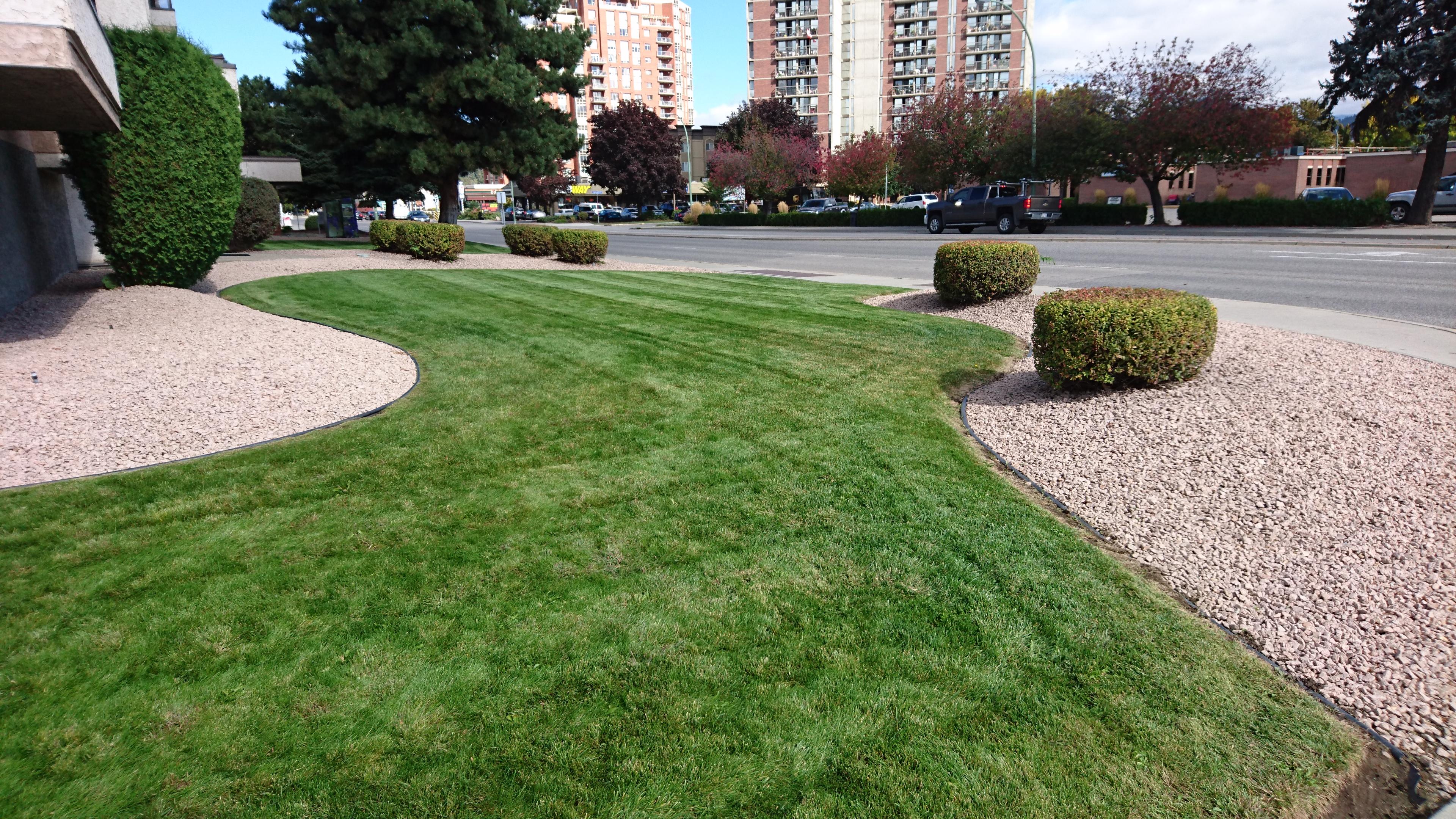 grass