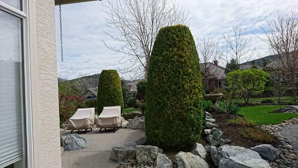 shrub