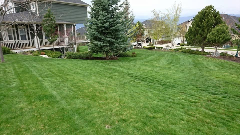 grass