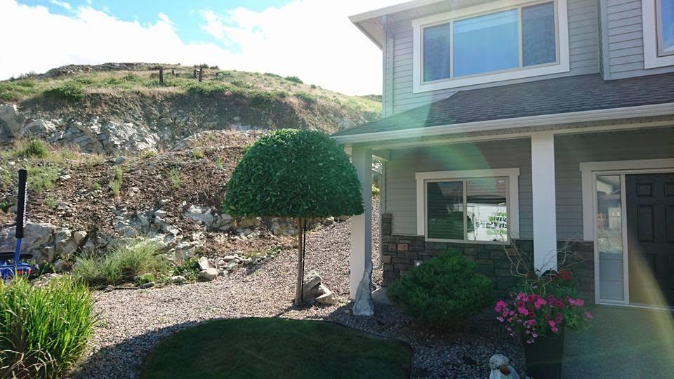 shrub