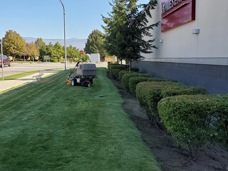grass