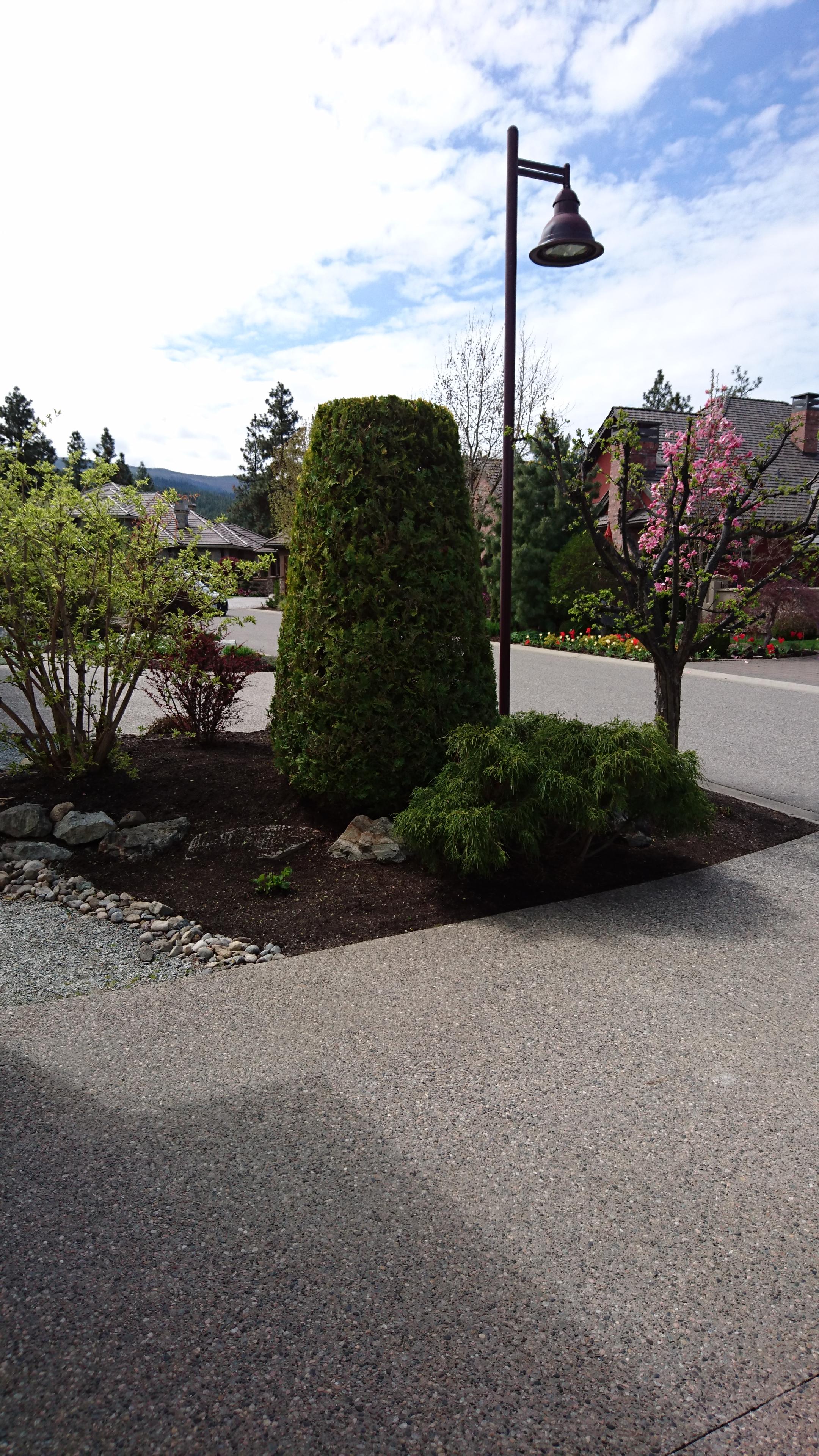 Shrub