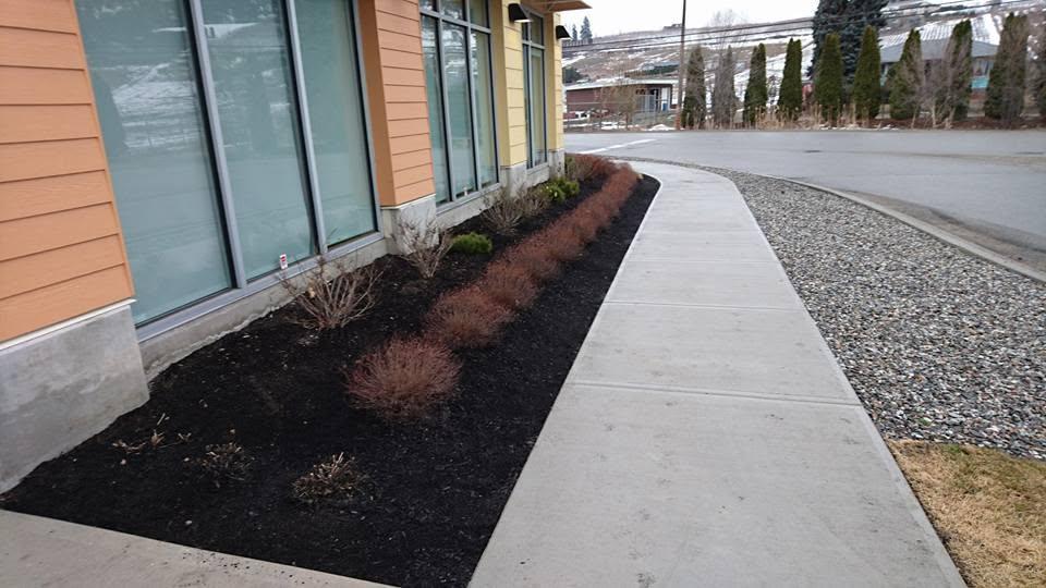 bushes