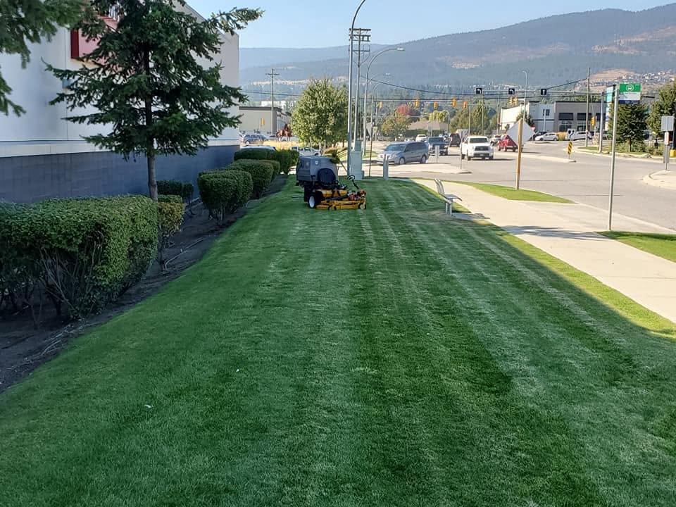 grass